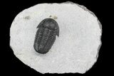 Detailed Gerastos Trilobite Fossil - Morocco #145740-5